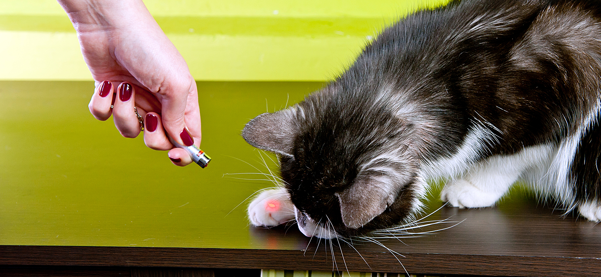 ¿Es malo jugar con láser y gatos?